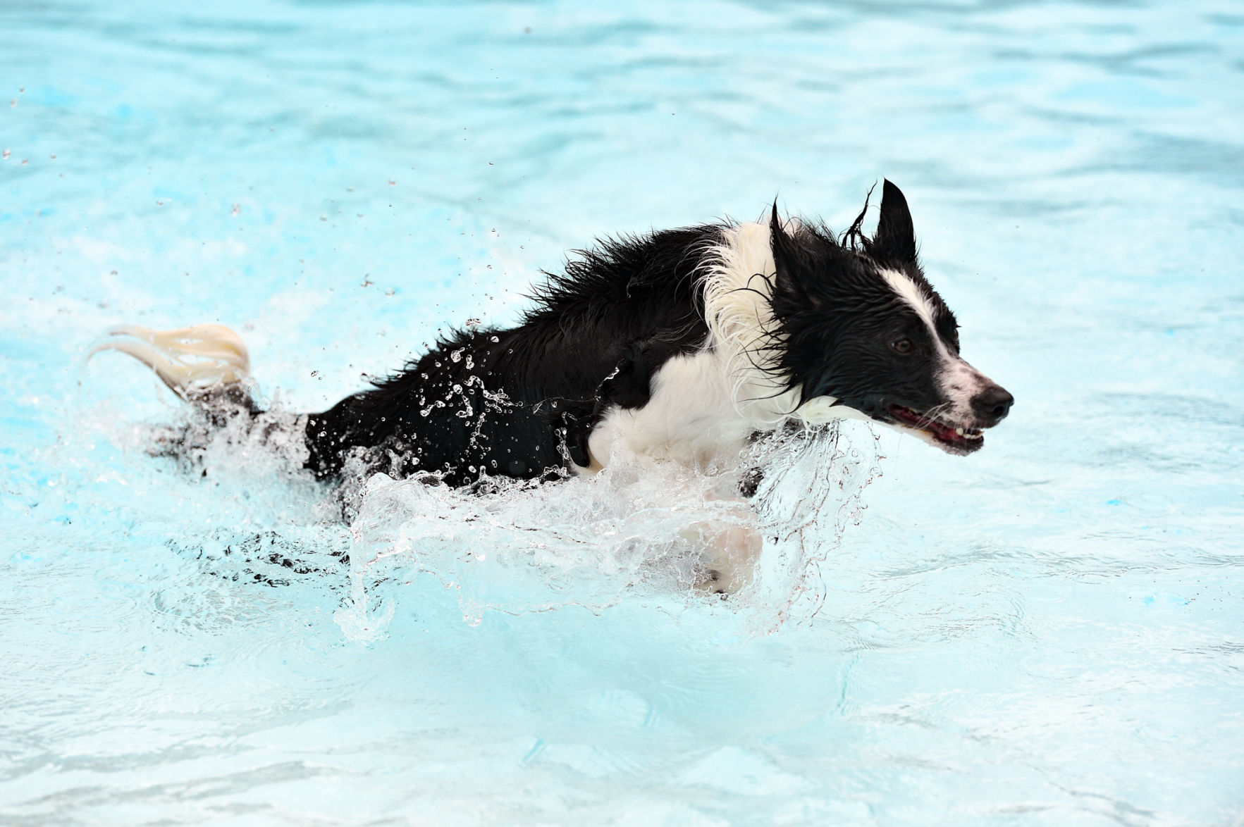 082919-bet-doggysplash-059a.JPG
